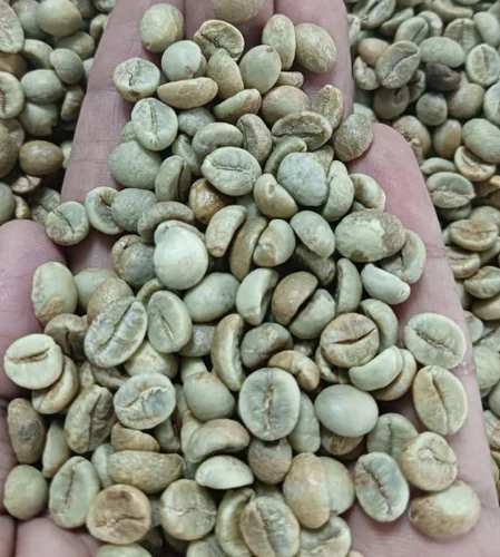 Robusta screen15